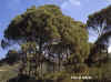 flora2.jpg (46735 byte)